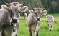Cows in Switzerland