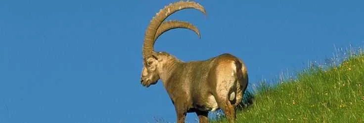 Alpine ibex in the Swiss mountains