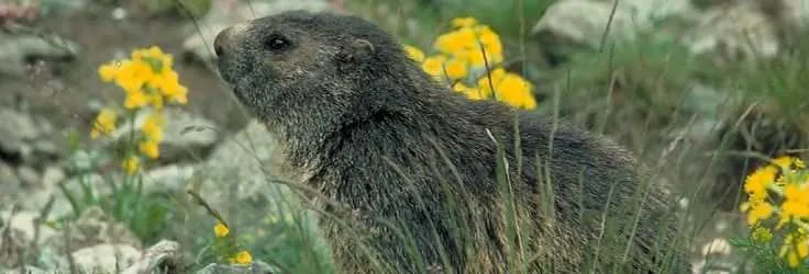 Alpine marmot among mountain flowers in Switzerland