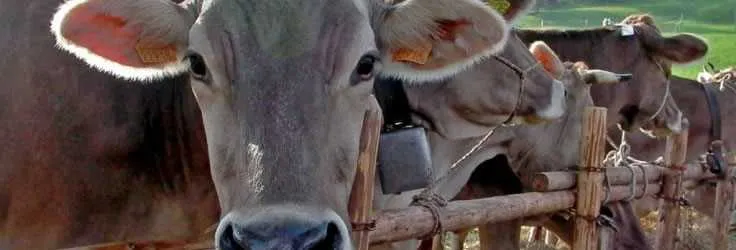 Swiss brown cattle in an alpine farming setting