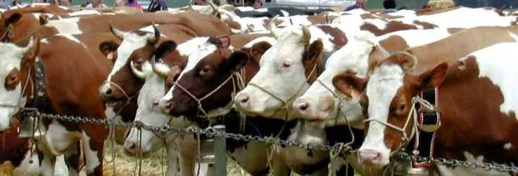 Decorated cattle at a Swiss agricultural show
