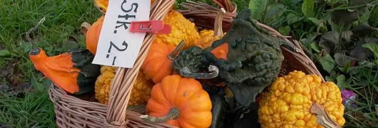 Fresh produce at a Swiss farmers market