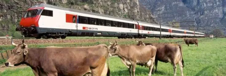 Swiss passenger train passing grazing cows