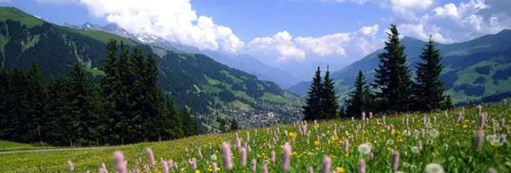 Wildflower meadow in the Swiss Alps