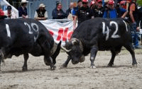 fighting cows in the Valais